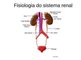 Parte 1 - Fisiologia do sistema renal.ppt